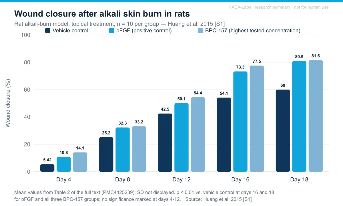 Wound closure after alkali skin burn in rats